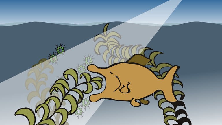 In der Animation zur Überdüngung eines Gewässers freut sich ein Fisch zunächst über das rasant ansteigende Nahrungsangebot und frisst fleißig Algen. Doch bald wird die Eutrophierung zu einem Überangebot führen, der See wird überwuchert.