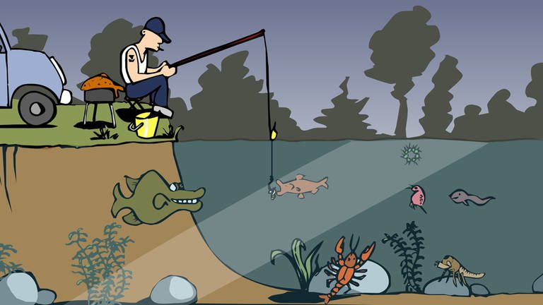 In der Animation zur zur Nahrungskette im Teich macht sich ein Hecht bereit, einen Fisch zu verspeisen. Da er sich von Fleischfressern ernährt, gehört er zu den Konsumenten dritter Ordnung.