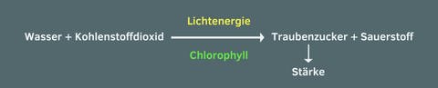 Zu sehen ist die vereinfachte Darstellung der chemischen Reaktion bei der Photosynthese. Wasser und Kohlenstoffdixoid werden unter Einfluss von Lichtenergie und Chlorophyll zu Traubenzucker und Sauerstoff. der Trauebnzucker wird dann in Stärke umgewandelt.  