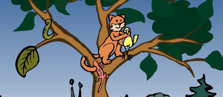 In der Animation zur Nahrungskette im Wald frisst eine Katze einen Vogel. Als Endverbraucher ist sie das letzte Glied der Nahrungskette. Stirbt sie, wird ihre Biomasse von den Destruenten zersetzt und der Kreislauf schließt sich.