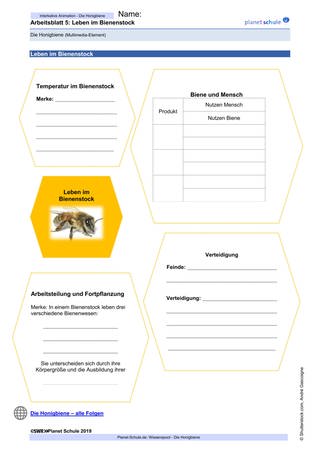 Arbeitsblatt 5: Leben im Bienenstock