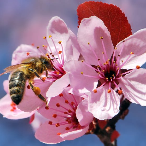 Nahaufnahme einer Biene auf einer pinken Blüte.