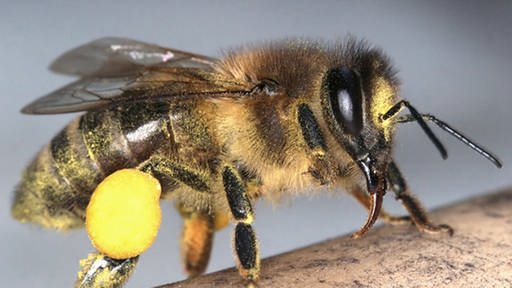 Eine Biene in Nahaufnahme, an einem ihrer Beine ist ein großer gelber Sack