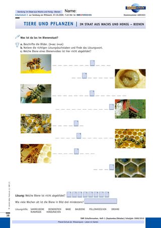 Arbeitsblatt 2: Was ist da los im Bienenstaat?