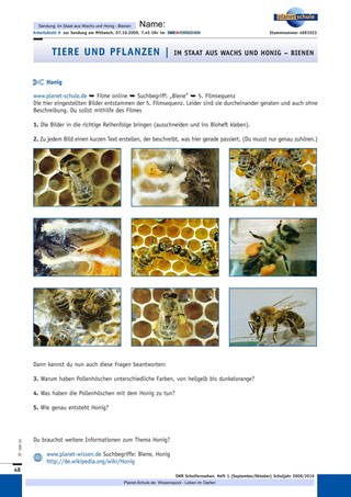Arbeitsblatt 9: Honigproduktion
