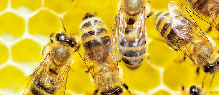 Bienen auf Honigwaben.
