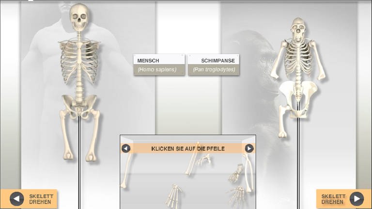 Startscreen des Lernspiels Skelettbaukasten