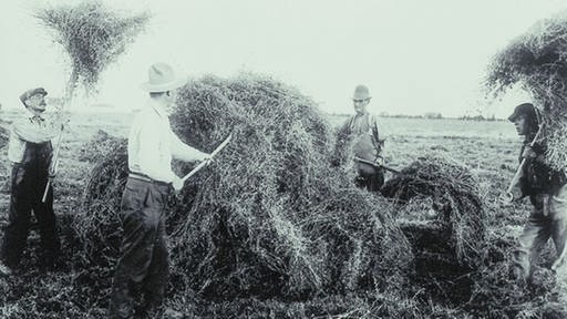 Arbeiter bei der Ernte