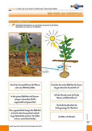 Arbeitsblatt 6: Wie die Kartoffelpflanze wächst