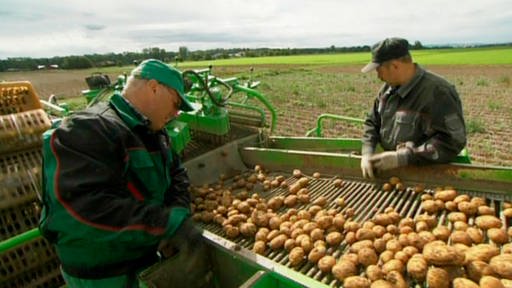 Zwei Männer sortieren Kartoffeln.