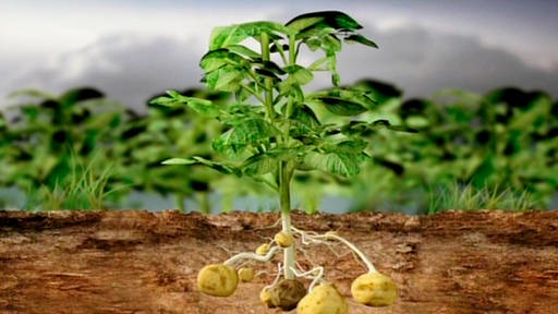 Trickaufnahme einer Kartoffelpflanze insgesamt.