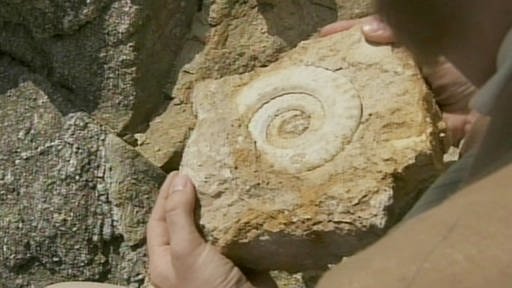 Nahaufnahme eines versteinerten Fossils