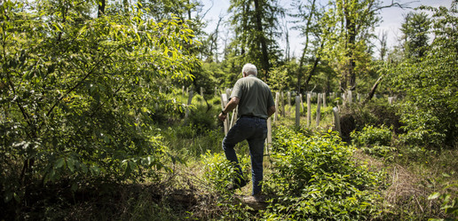 Maßnahmen gegen das Waldsterben Hintergrund Waldschäden Inhalt