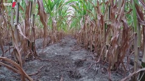 Der Mais vertrocknet auf den Feldern