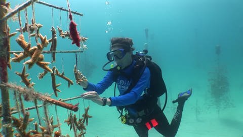 Aufforstung eines Korallenriffs