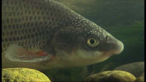 Ein Fisch mit Knollennase