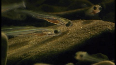 Gefräßige Fischlarven