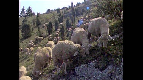 Schafe als Landschaftsgärtner