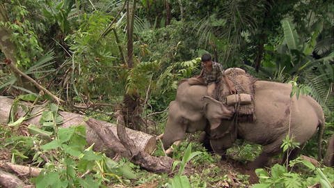 Artenschutz mit Arbeitselefanten in Laos