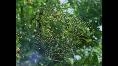 Ein Wunderwerk der Natur: Spinnennetze
