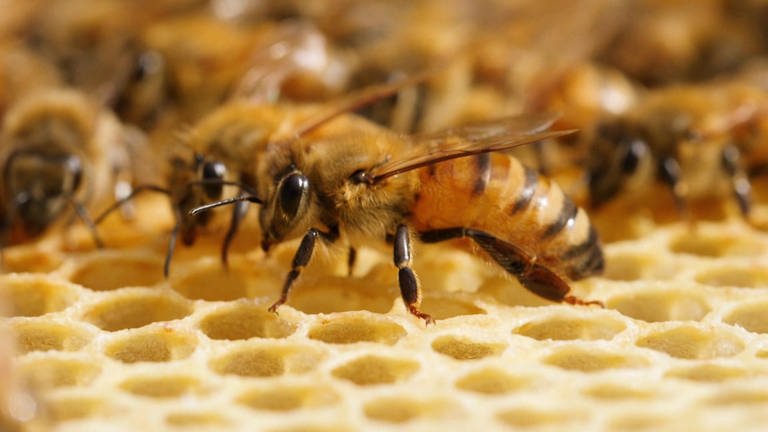 Bienen sitzen auf gelben Honigwaben. 