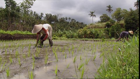 Reisanbau auf Bali