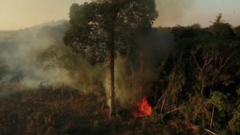 ARD-Auslandskorrespondent Matthias Ebert berichtet aus Brasilien über die Waldbrände im Amazonasgebiet