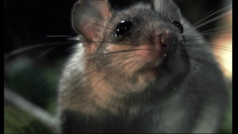 Jäger der Nacht - echte und falsche Mäuse