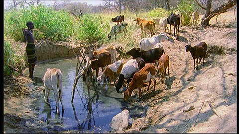 Die Rinderhirten im Gebiet der Hadzabe