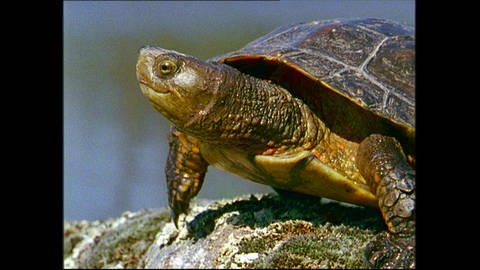 Die kaspische Wasserschildkröte