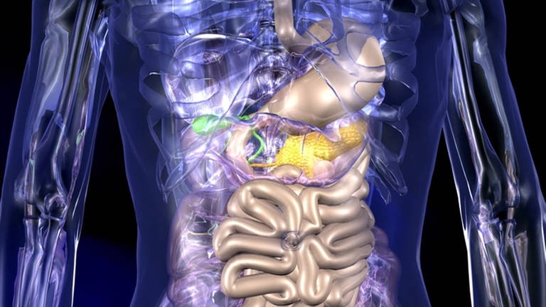 CG-Animation eines durchsichtigen Körpers, in dem Verdauungsorgane hervorgehoben sind.