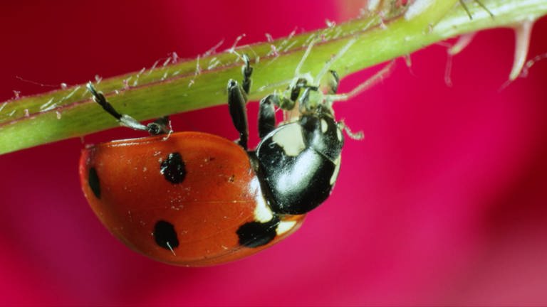 Ein Marienkäfer frisst kopfüber an einem Pflanzenstengel