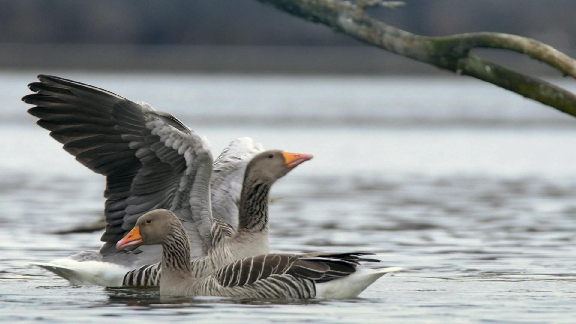 Deutschland: Rettung für die Vogelwelt am Bodensee · Naturparadiese mit Zukunft