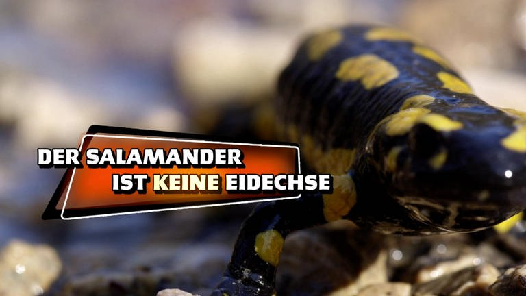Der Salamander ist keine Eidechse · Das kleine 1x1 der Artenkunde