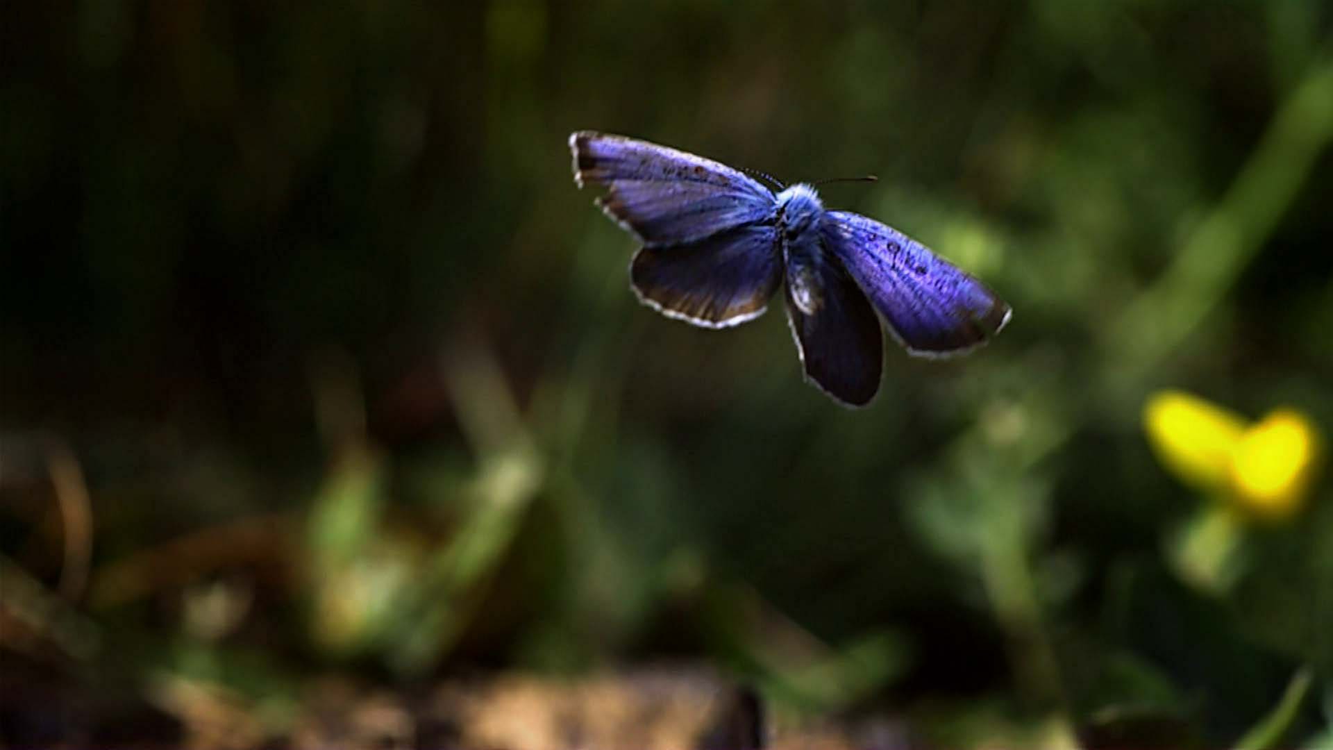 Wie fliegen Schmetterlinge? · Frage trifft Antwort