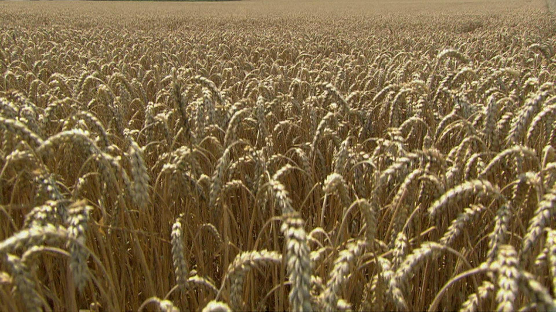 Wie wird aus Weizen Mehl? · Frage trifft Antwort
