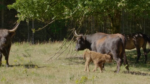 Galloway-Rinder mit Kälbchen stehen auf einer Waldlichtung 