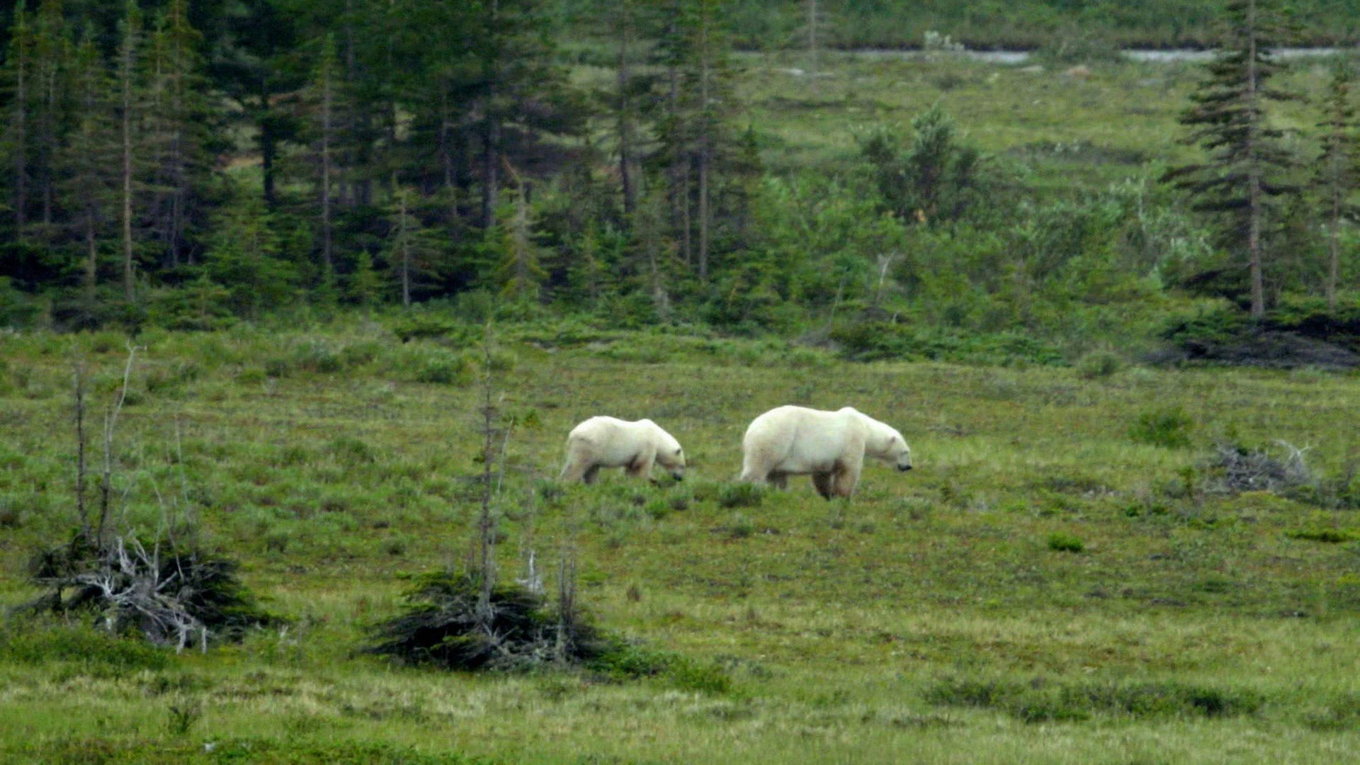 Ein großer und ein kleiner Eisbär laufen durch eine Graslandschaft.