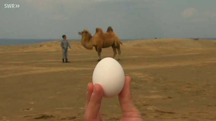 Ein Kamel auf Eiern - Filme online - Planet Schule ...