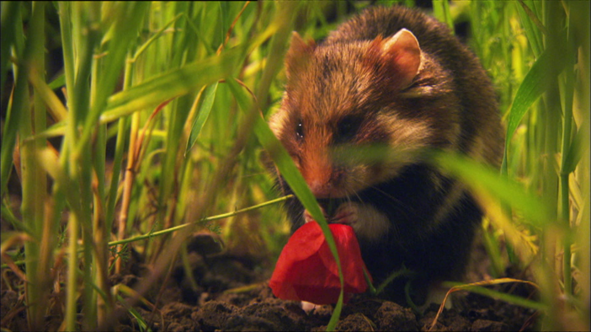 Frage trifft Antwort :: Video: Warum hamstern Hamster?