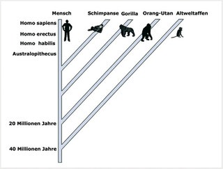 experiment verwandtschaft mensch affe