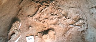 Die Fossilien eines Urzeit-Kamels: Wie kann man das Alter von archäologischen Funden bestimmen?