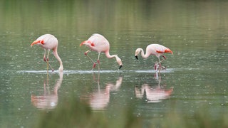 Drei Flamingos