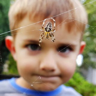 Im Vordergrund eine Spinne in ihrem Netz, dahinter ein Junge, der sie skeptisch beobachtet