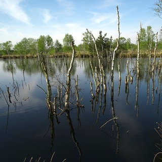 Moorlandschaft