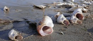 Tote Fische