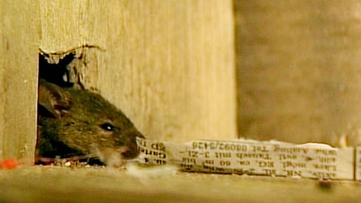 Mäuse, Marder, Ameisen: Wer im Haus nicht bleiben darf