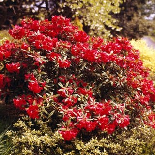 Ein Rhododendron