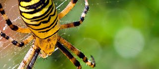 Eine Wespenspinne in Nahaufnahme auf ihrem Netz