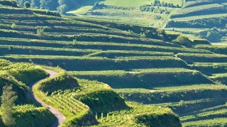 Panoramaaufnahme eines sich über mehrere Hügel erstreckenden Weinberg.